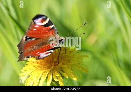 Una bella farfalla Peacock, Aglais io, nettaring su un fiore dente di leone. Foto Stock