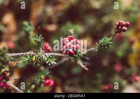 primo piano della lanigera grevillea con fiori rossi all'aperto in giardino soleggiato sparato a profondità bassa del campo Foto Stock