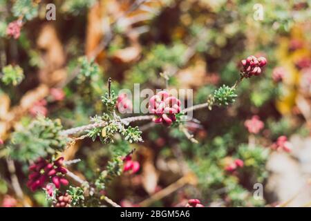 primo piano della lanigera grevillea con fiori rossi all'aperto in giardino soleggiato sparato a profondità bassa del campo Foto Stock