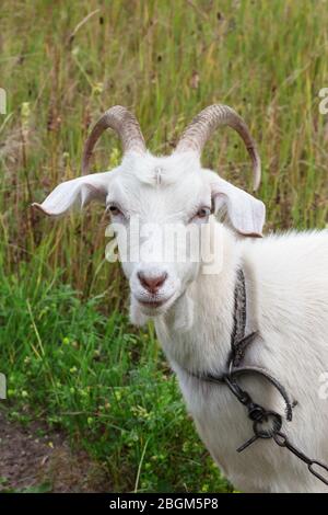Ritratto di capra giovane su prato in estate. Vista ravvicinata. Foto Stock