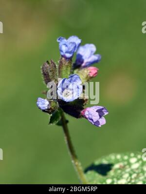 Lungenkraut ist eine wichtige Heil- und Medizinalpflanze mit blauen Blueten. L'erba polmonare è una pianta medicinale importante e medicinale con fiore blu Foto Stock