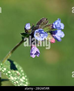 Lungenkraut ist eine wichtige Heil- und Medizinalpflanze mit blauen Blueten. L'erba polmonare è una pianta medicinale importante e medicinale con fiore blu Foto Stock