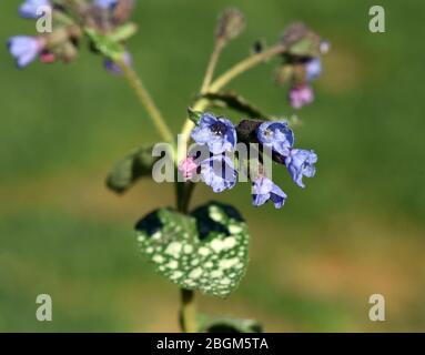 Lungenkraut ist eine wichtige Heil- und Medizinalpflanze mit blauen Blueten. L'erba polmonare è una pianta medicinale importante e medicinale con fiore blu Foto Stock