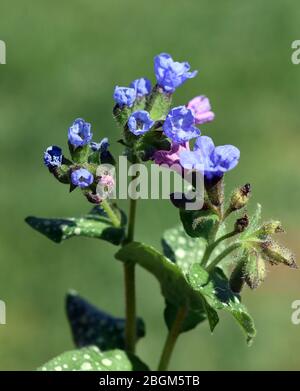 Lungenkraut ist eine wichtige Heil- und Medizinalpflanze mit blauen Blueten. L'erba polmonare è una pianta medicinale importante e medicinale con fiore blu Foto Stock