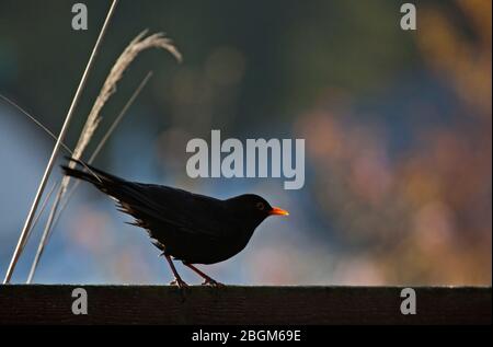 Edimburgo, Scozia, Regno Unito. 22 aprile 2020. Sole frizzante dietro questo maschio Blackbird (Turdus Merula) a temperatura di 6 gradi, seduto sulla recinzione pronta a difendere il suo territorio, in questo 50 ° anniversario della Giornata Mondiale della Terra la celebrazione annuale del movimento ambientale) quando siamo incoraggiati a sostenere le organizzazioni che proteggono le specie e gli habitat. Credit: Arch White/Alamy Live News Foto Stock