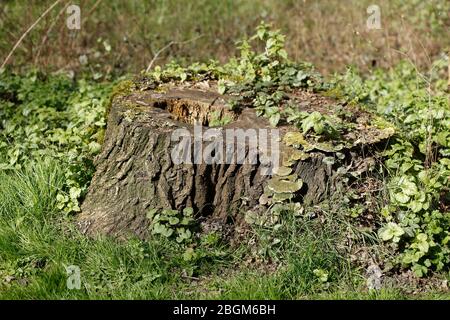 Tronco di albero rifilato, segato fuori rami, Germania, Europa Foto Stock