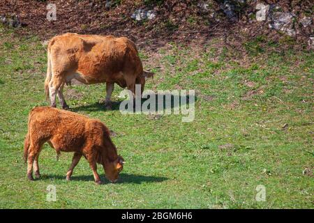 Foto di mucca e giovane toro su pascolo in un giorno di sole Foto Stock