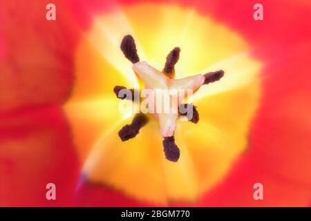 All'interno di un fiore tulipano. Sfondo floreale psichedelico. Profondità ridotta dell'immagine del campo. Esplosione di colori. Foto Stock