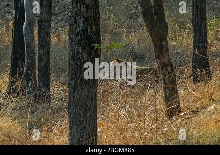 Leopardo turia a piedi nel Parco Nazionale di Pench, Madhya Pradesh, India Foto Stock