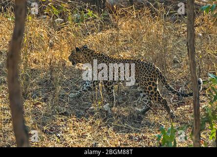 Leopardo turia a piedi nel Parco Nazionale di Pench, Madhya Pradesh, India Foto Stock