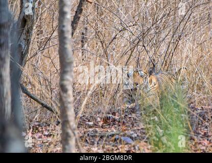 Un cucciolo di tigre riposato al Parco Nazionale di Pench, Madhya Pradesh, India Foto Stock