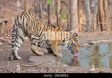 Una tigre acqua potabile al Pench National Park, Madhya Pradesh, India Foto Stock