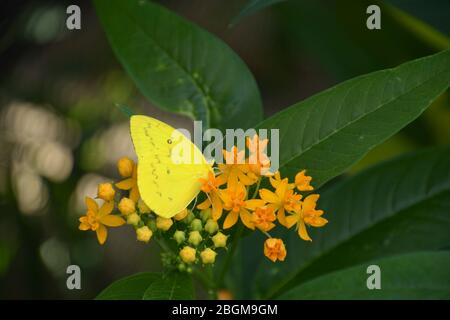 giallo pallido nuvolato o colias hyale farfalla femmina nettare di alimentazione su fiori d'arancio con sfondo sfocato bokeh Foto Stock