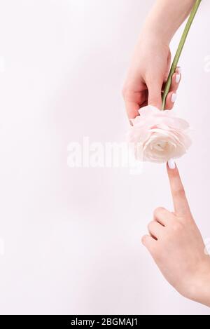 Immagine ritagliata di una ragazza in jeans e di una T-shirt che tiene un fiore rosso nelle mani con una manicure su uno sfondo bianco. Foto Stock