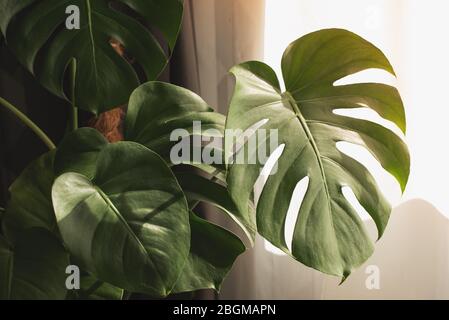 Esotica palma tropicale Monstera foglie, copia spazio. Foglie verdi di palma monstera o filodendro a foglia divisa. Monstera deliziosa pianta fogliare. Esotico p Foto Stock