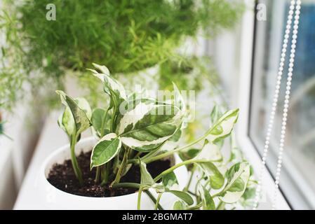 Esotica palma tropicale Monstera foglie, copia spazio. Foglie verdi di palma monstera o filodendro a foglia divisa. Monstera deliziosa pianta fogliare. Esotico p Foto Stock