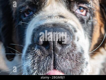 San Bernardo cane in varie pose Foto Stock