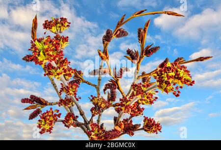 Ramoscelli in fiore di acero o acero americano (Acer negundo) - sfondo luminoso di primavera al sole giorno con cielo blu. La primavera è il momento della fioritura Foto Stock
