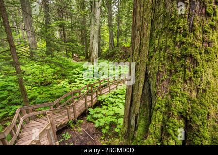 Albero di cedro rosso occidentale, sentiero del lungomare dei Cedri giganti, Parco Nazionale del Monte Revelstoke, Regione di Kootenay Occidentale, Columbia Britannica, Canada Foto Stock