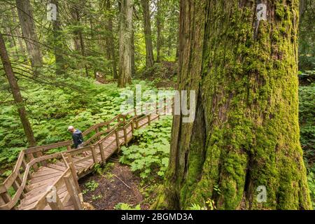 Escursionista, albero di cedro rosso occidentale, sentiero del lungomare dei Cedri giganti, Parco Nazionale del Monte Revelstoke, Regione di Kootenay Occidentale, Columbia Britannica, Canada Foto Stock