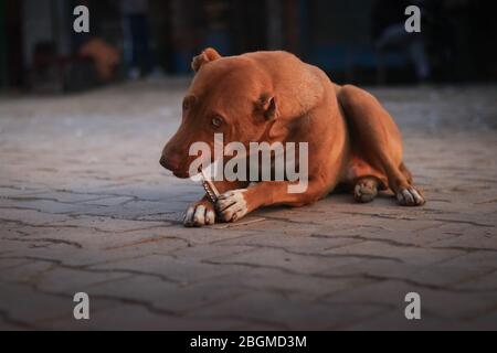 Un cane marrone affamato che leccano un osso mentre si siede sul pavimento del cortile e guardando distintivamente la fotocamera, basso-angolo, 5K Foto Stock