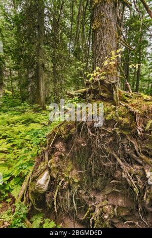 Radici dell'albero di hemlock occidentale, sentiero del lungomare dei Cedri giganti, Parco Nazionale del Monte Revelstoke, Regione di Kootenay Occidentale, Columbia Britannica, Canada Foto Stock