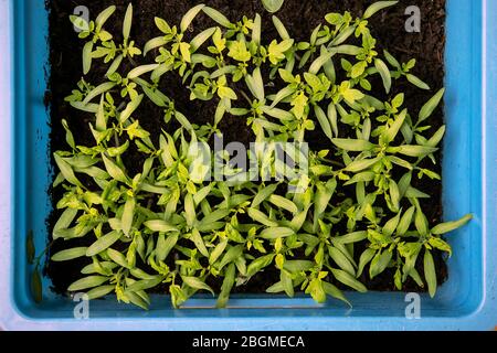 Foglie verdi fresche di piantine di pomodoro seminate da semi che crescono in una scatola di plastica, vista dall'alto. Giardinaggio domestico. Primavera che pianta. Piante del bambino che semina Foto Stock