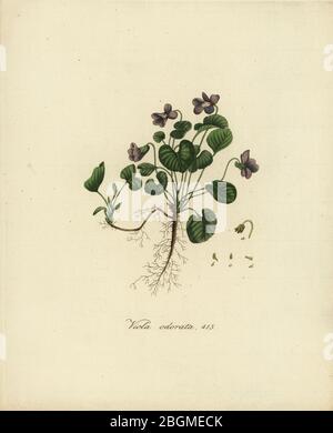 Viola dolce o viola inglese, Viola odorata. Incisione in copperplate a mano di Jan Christiaan Sepp di Jan Kops’ Flora Batava, di afbeelding en beschrijving van Nederlandsche Gewassen, Amsterdam, 1800. Foto Stock