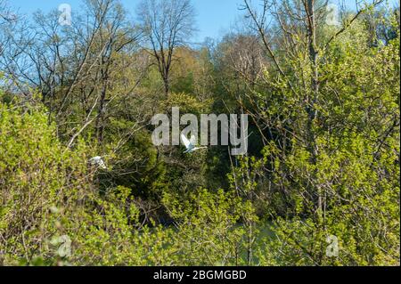Volare Swans sul fiume Lech Foto Stock