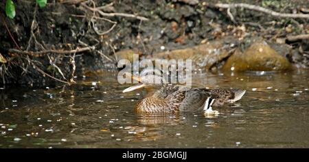 Mallard femmina balneazione e preening Foto Stock