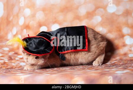 zorro mascherato gatto in oro sfondo e cappello Foto Stock