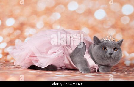 gattate nell'abito da ballo in oro e felice stile Foto Stock