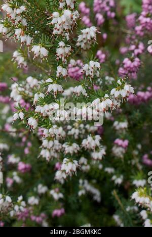 Erica carnea fiori bianchi e rosa Foto Stock