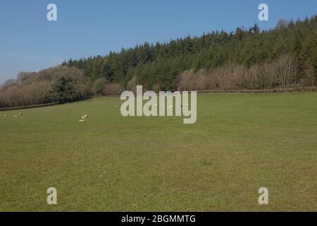 Giovani agnelli primaverili in un campo con le loro madri in Devon Rurale, Inghilterra, Regno Unito Foto Stock