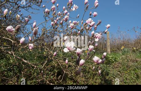 Fiori di primavera su un albero di magnolia deciduo (Magnolia 'Athene') che cresce in un Giardino di Bosco in Devon Rurale, Inghilterra, Regno Unito Foto Stock