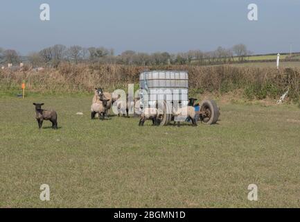 Gregge di agnelli giovani primavera e pecore che pascola da un serbatoio di acqua mobile in un campo in Devon Rurale, Inghilterra, Regno Unito Foto Stock