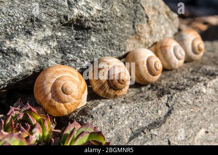 Lumaca di conca vuota. Vista dettagliata della shell. La bellezza del giardino primaverile. Lasciando la lumaca a casa. Spirale Fibonacci. Foto Stock