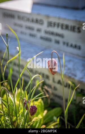 La tomba del romanziere vittoriano e naturalista Richard Jefferies in Broadwater Cemetery, Worthing, West Sussex, Regno Unito Foto Stock