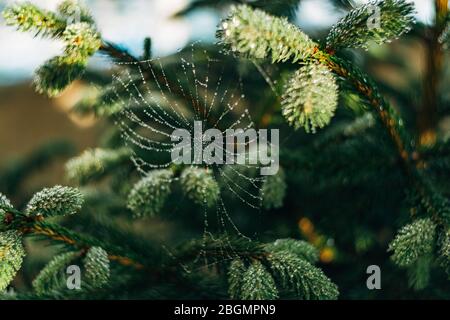 Web con gocce di rugiada sui rami dell'albero Foto Stock