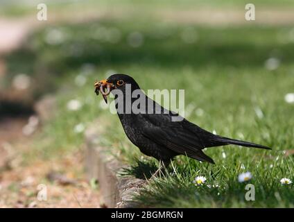 Blackbird or (Turdus merula), maschio con Earthworm (Lumbricidae) in becco, Germania Foto Stock
