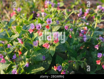 Comune (lungwort Pulmonaria officinalis), fiori, Germania Foto Stock