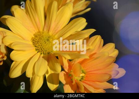 parigi daisy o fiori marguerite gialli a fuoco con effetti di riflessione del sole Foto Stock