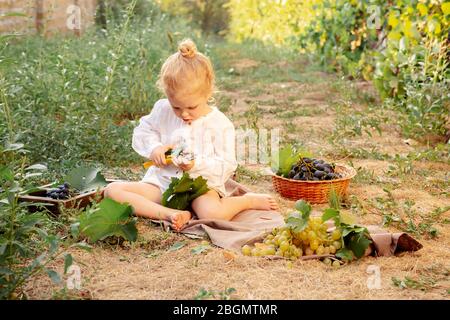 Infanzia felice in villaggio alla vendemmia estiva. La bambina raccoglie le uve raccolte al tramonto. Ritratto di una bella bambina bianca 3 anni Foto Stock