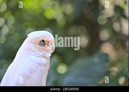 Bianco gockatoo guardando lateralmente della fotocamera Foto Stock