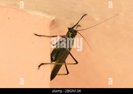 Gigantesco Grasshopper sudamericano che si nasconde in un angolo di una parete color terracotta Foto Stock