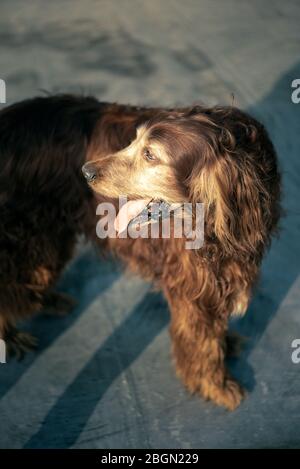 Cane Irish Setter colorato con cioccolato marrone Foto Stock