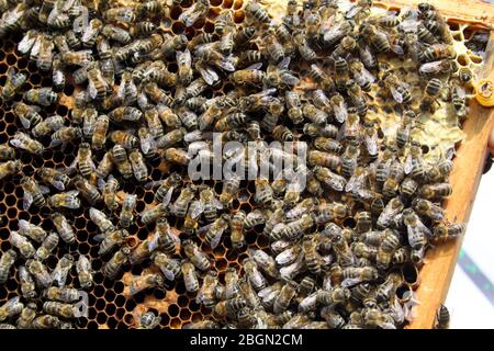 Api mellifera (API mellifera) su nido d'ape. Foto Stock