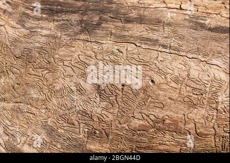 Legno che alesando insetto brood camere, uscita buchi sotto l'albero di cenere di corteccia esposto, crammed pieno un infestamento pesante Foto Stock