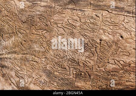 Legno che alesando insetto brood camere, uscita buchi sotto l'albero di cenere di corteccia esposto, crammed pieno un infestamento pesante Foto Stock