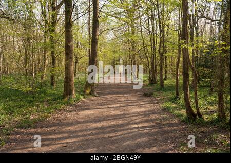 Bluebells nativo Hyacintoides non-scripta, giacinto selvatico ad altezza della stagione fiorita sotto foglie di recente formazione di faggio frassino castagno alberi Foto Stock